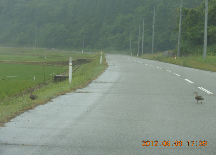 梅雨入り 2012-06-10