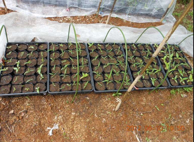 ミニ・ピーマンだと思って 2012-06-11