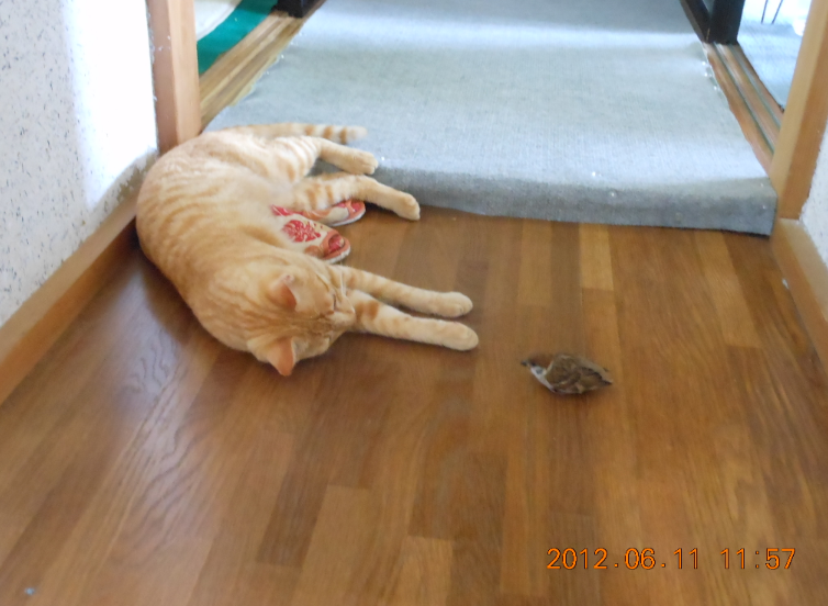 米ぬかに水とはんぺんだけのぼかし肥料を作っていたら 2012-06-11