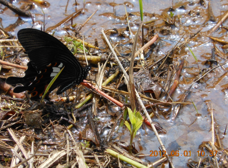 草刈りと溝作り 2012-06-01