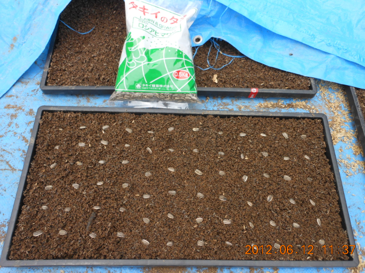 ひまわりと枝豆の播種 2012-06-12