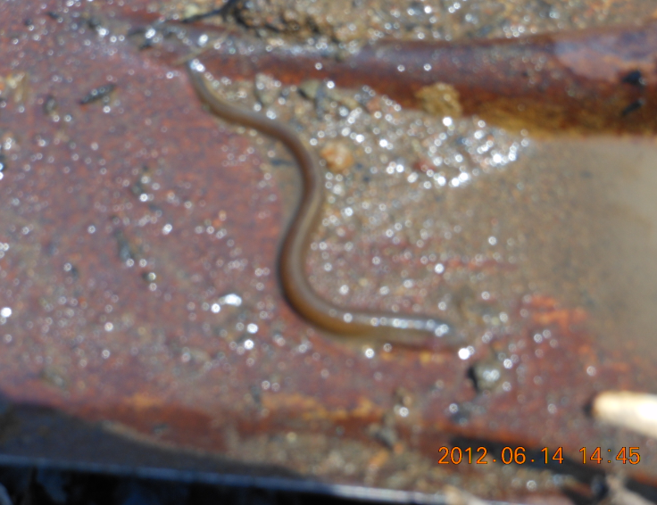 どじょうもいた 2012-06-14