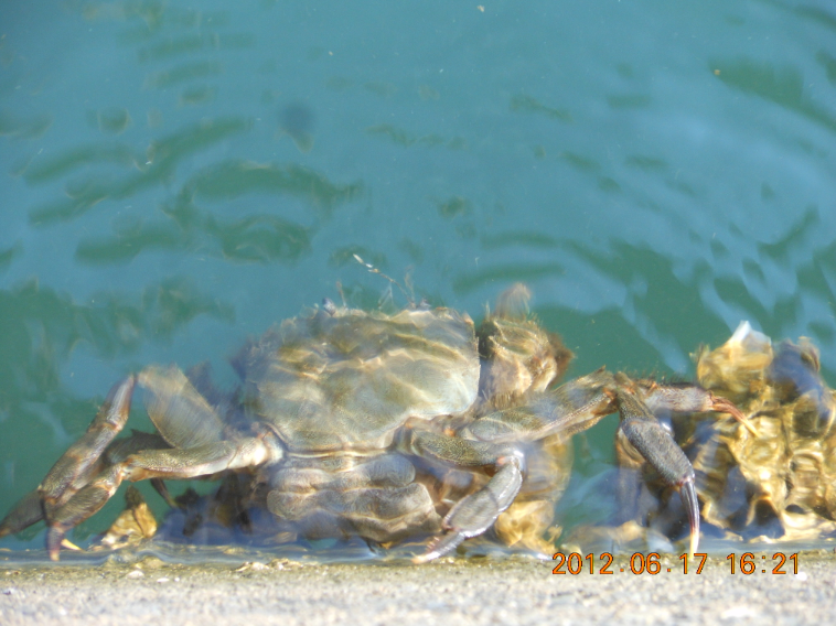 雨が上がって 2012-06-17