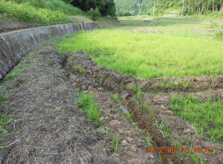 ひまわりと枝豆の移植 2012-06-18