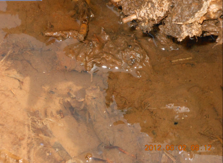 ひまわりの播種とトンボのヤゴ 2012-06-02