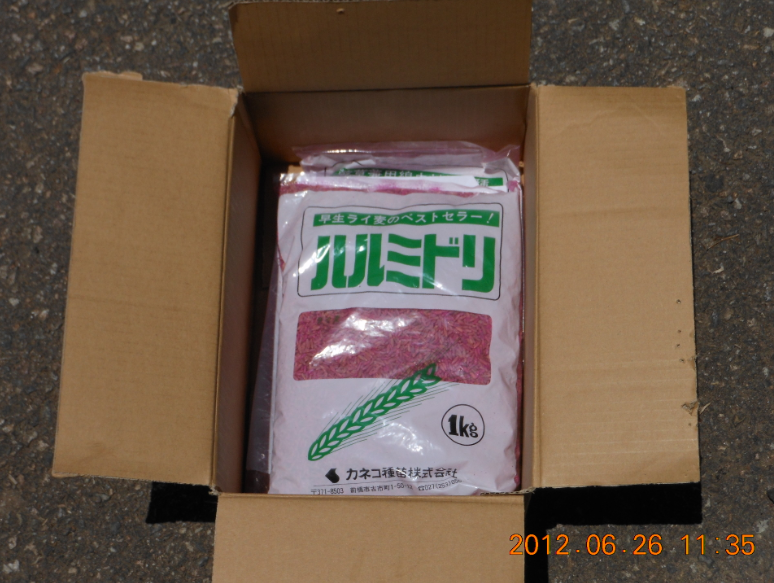 ライ麦緑肥 2012-06-26