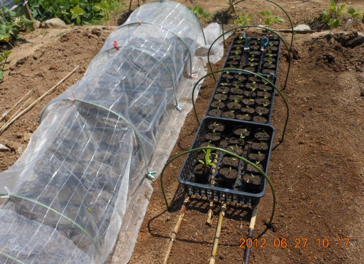 トマトとピーマン苗の場所移動 2012-06-27