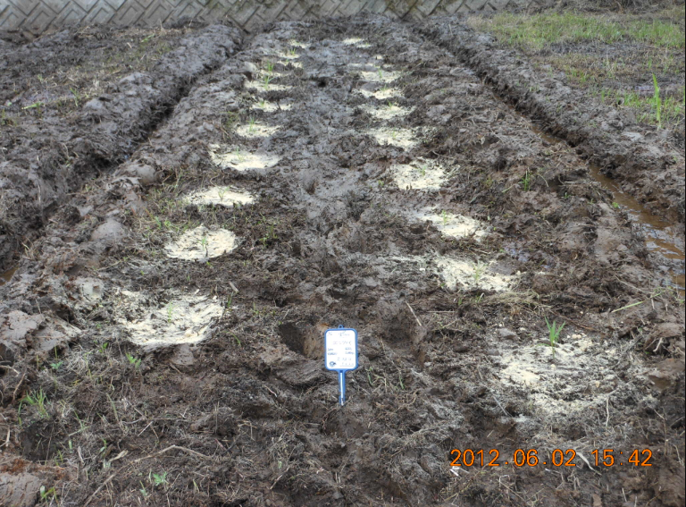 エンツァイの植え替え 2012-06-02