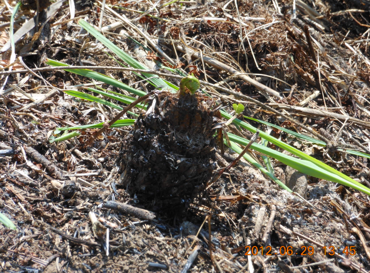 こごみエリアの草刈り 2012-06-29