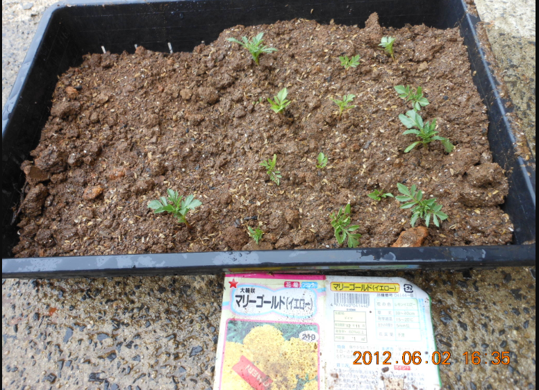 マリーゴールドと野良紫蘇 2012-06-02