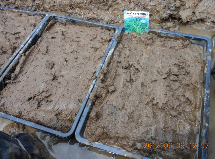 穴水１号圃場でエンツァイの播種 2012-06-06