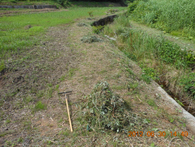 こごみエリアに雑草マルチ 2012-06-30