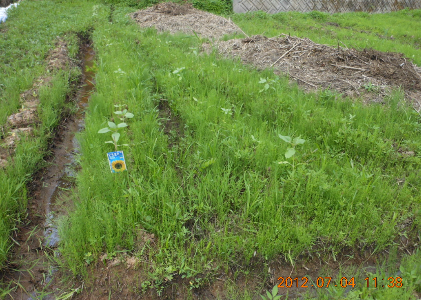 コスモスの追加播種 2012-07-04