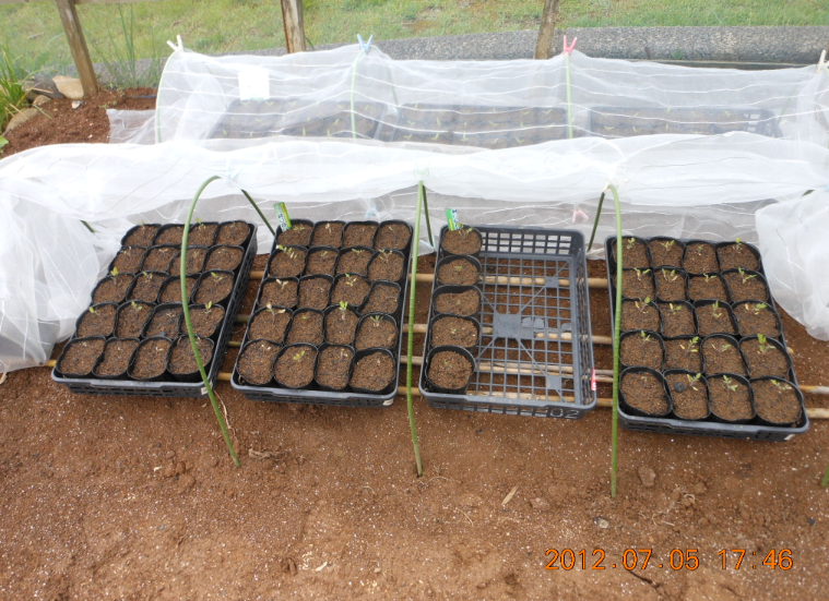 なつのこまトマトは雨に弱かった 2012-07-05