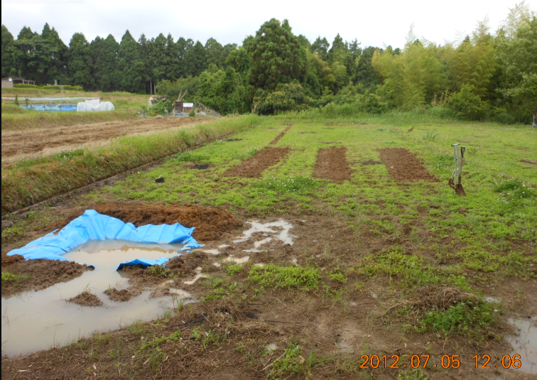穴水2号ほ場で、ひまわりの播種 2012-07-05