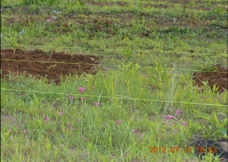 穴水2号ほ場で畝作り 2012-07-10