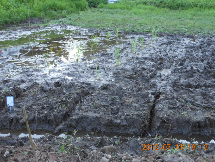 エンツァイの移動 2012-07-16