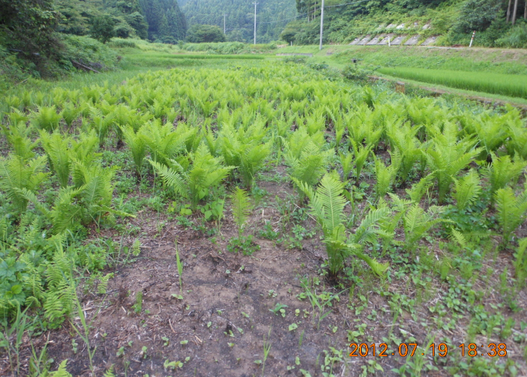 穴水１号ほ場の草刈り 2012-07-19