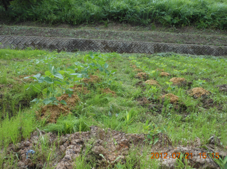 枝豆の土寄せのつもりで 2012-07-21