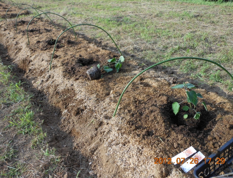 食用ほおずきの定植 2012-07-26