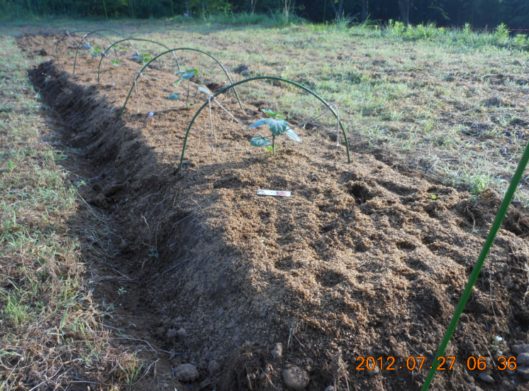 食用ほおずきに足あと 2012-07-27