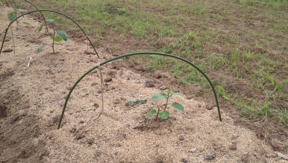 食用ほおずきに獣害 2012-07-29