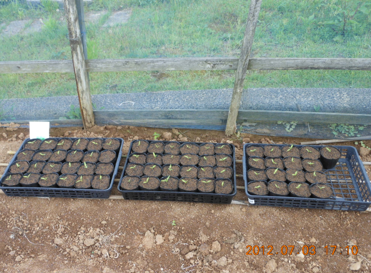 トマトとピーマンの鉢上げ(その2) 2012-07-03