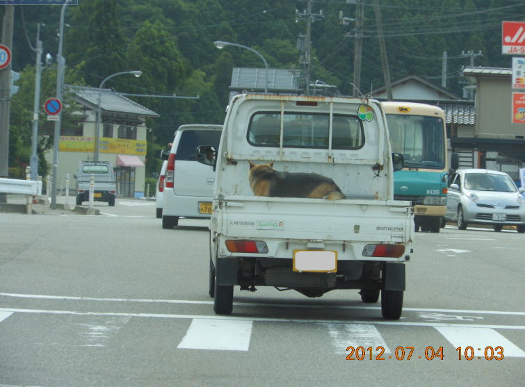 犬が・・・・ 2012-07-04