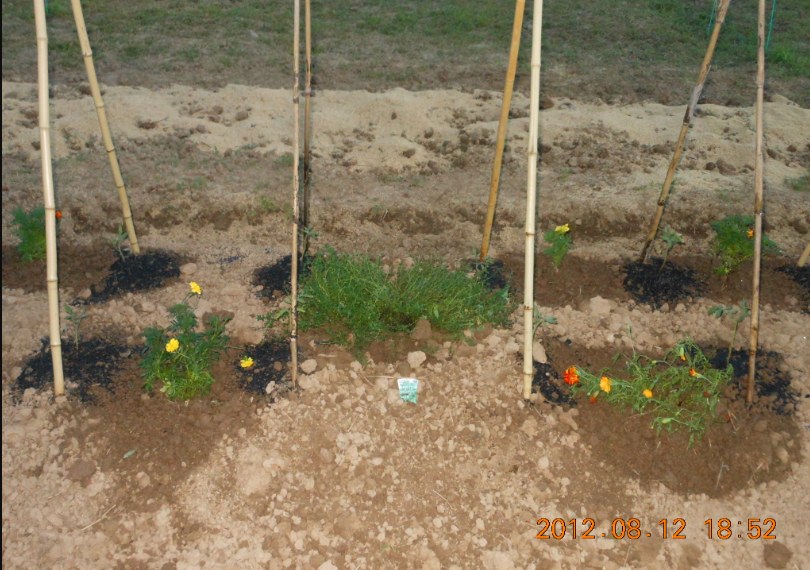 コンパニオンプランツと畝立て(その2) 2012-08-12