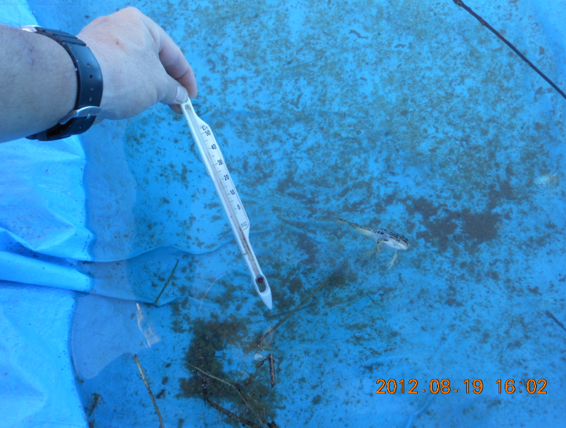 ゆでガエルとオタマジャクシ 2012-08-19