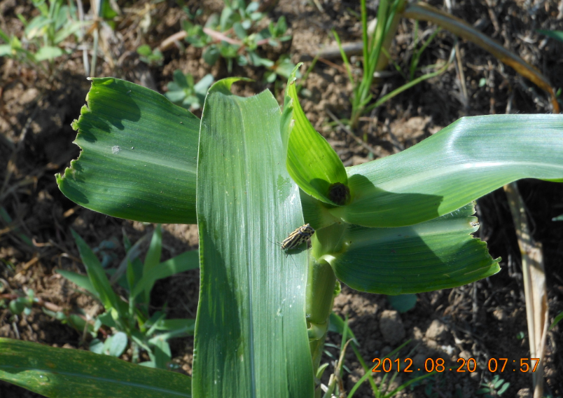 とうもろこしに害虫 2012-08-20