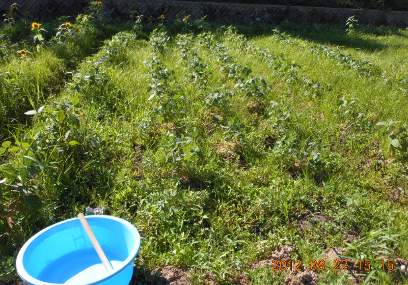 枝豆の収穫（１回目） 2012-08-22