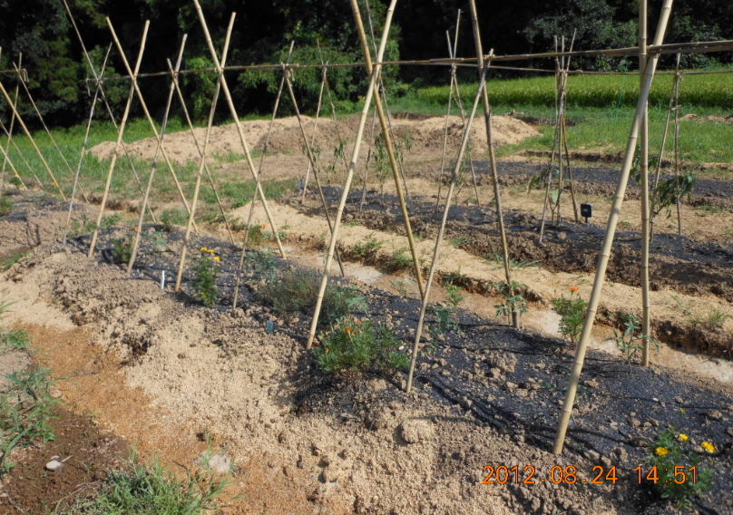 タイムの隣のトマト 2012-08-24