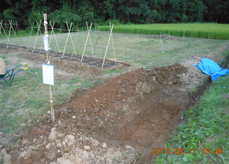ろじゆたかトマトの定植 2012-08-11