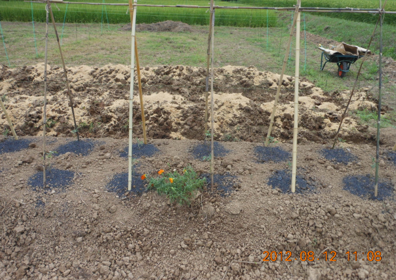コンパニオンプランツと畝立て(その1) 2012-08-12
