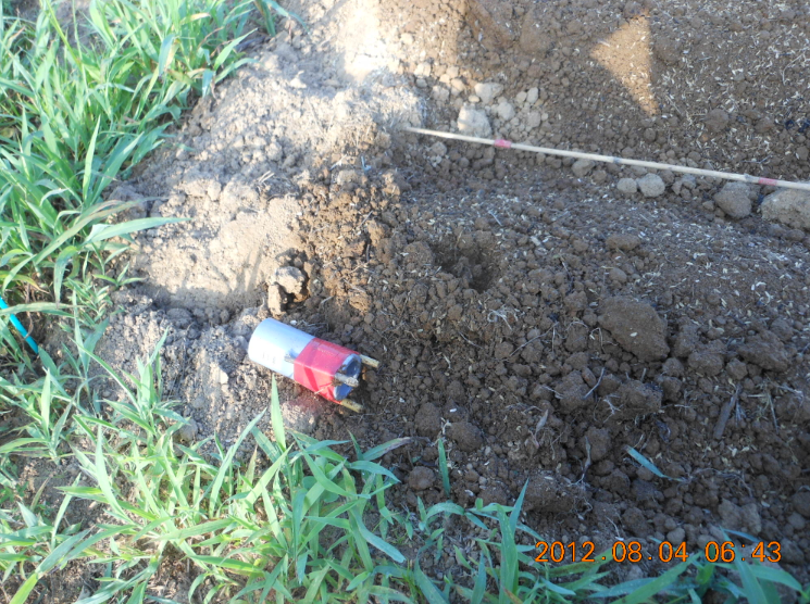 とうもろこしの直播き 2012-08-04