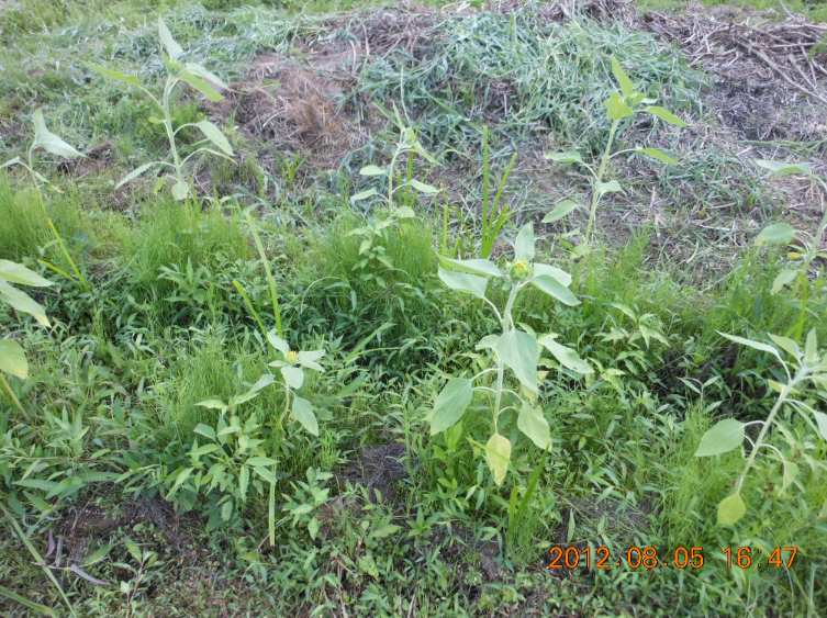 ひまわりが大きくなるのを・・・・ 2012-08-05