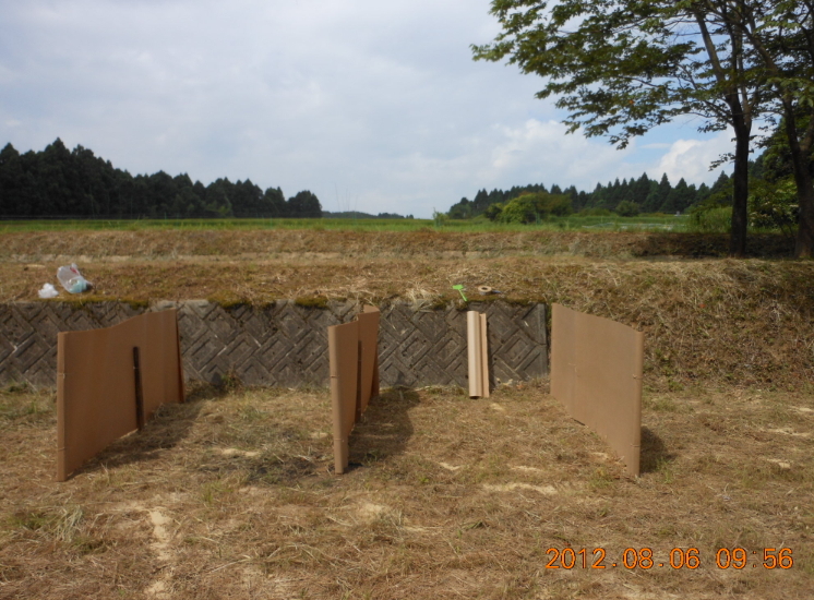 穴水２号ほ場で草集め 2012-08-06