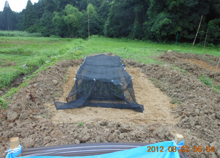 穴水３号ほ場で寒冷紗 2012-08-02