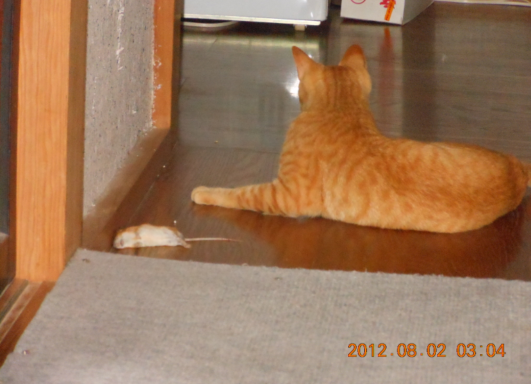 ねこに朝早く起こされた 2012-08-02
