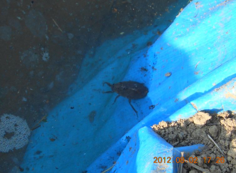 草刈りとコオイムシ？ 2012-08-02