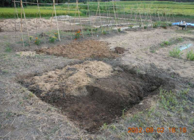 「ろじゆたかトマト」がやっと開花 2012-09-02