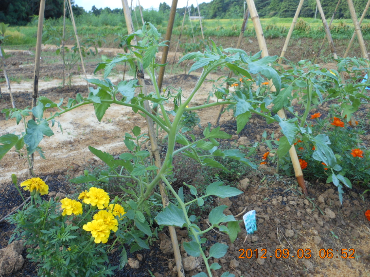 暗くなるのが早くなってきた 2012-09-03