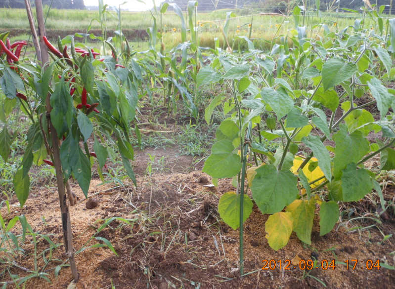 ２号ほ場で 2012-09-04