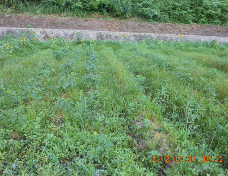 枝豆の収穫(2回目) 2012-08-31