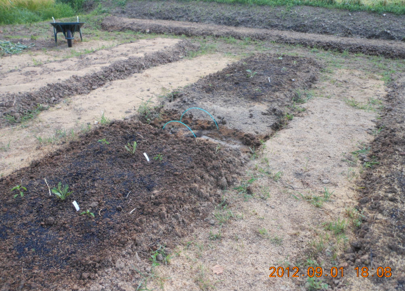 ハーブの移植 2012-09-01