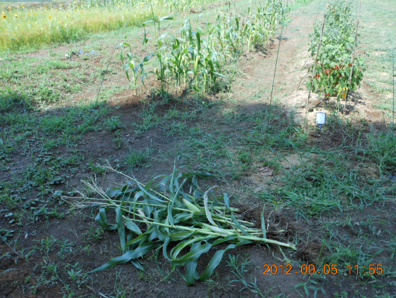 とうもろこしは収益予測ができない 2012-09-05