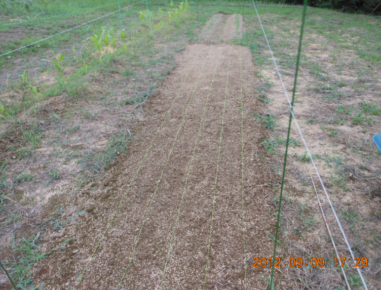 カザフ辛味大根の播種 2012-09-09
