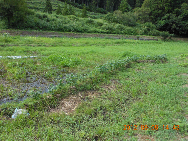 枝豆の収穫（最後） 2012-09-09