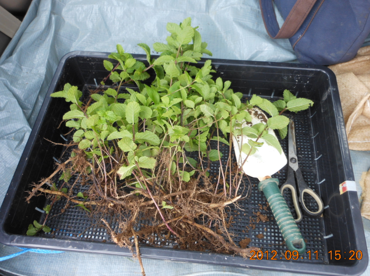 アップルミント 2012-09-11